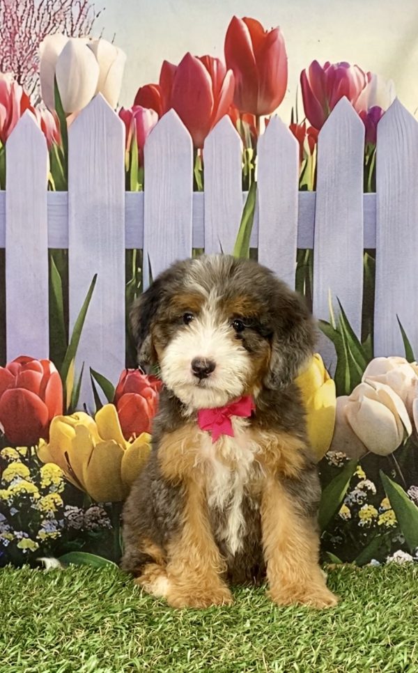 Photo of Ms. Shelly the F2 Mini-Bernedoodle puppy