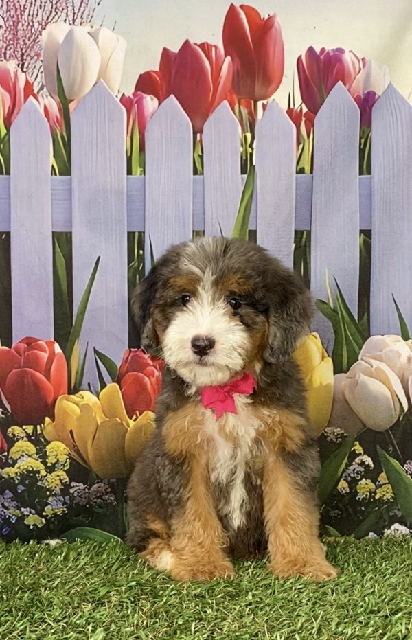 Photo of Ms. Shelly the F2 Mini-Bernedoodle puppy