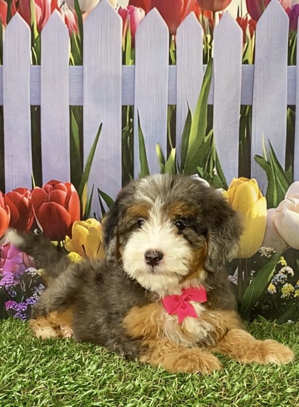 Photo of Ms. Shelly the F2 Mini-Bernedoodle puppy