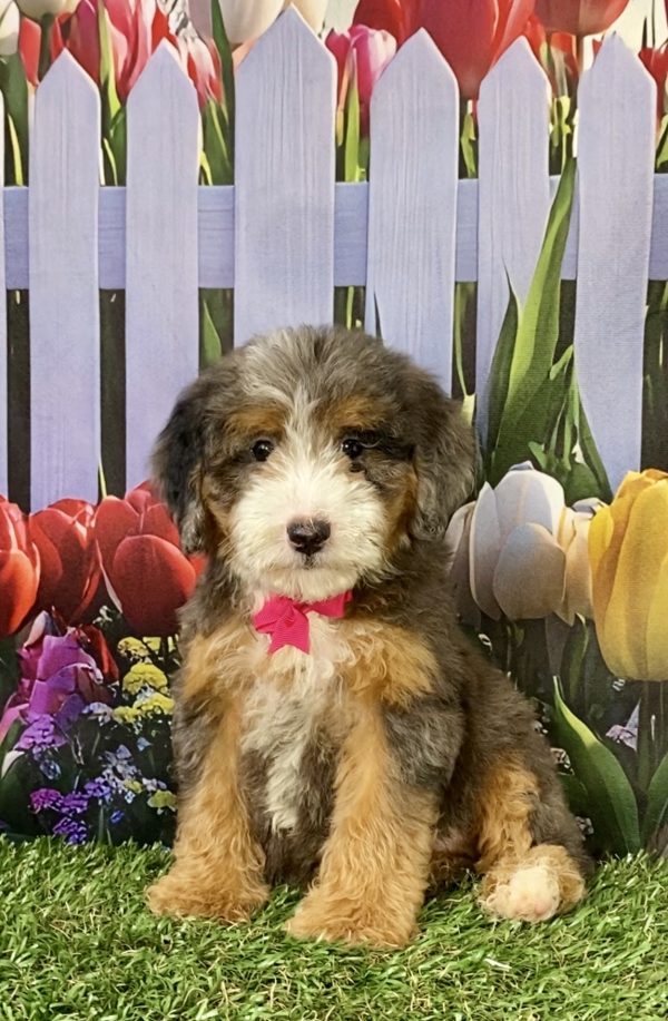 Photo of Ms. Shelly the F2 Mini-Bernedoodle puppy