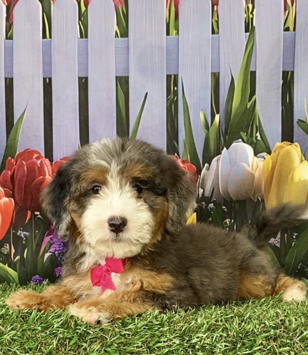 Photo of Ms. Shelly the F2 Mini-Bernedoodle puppy
