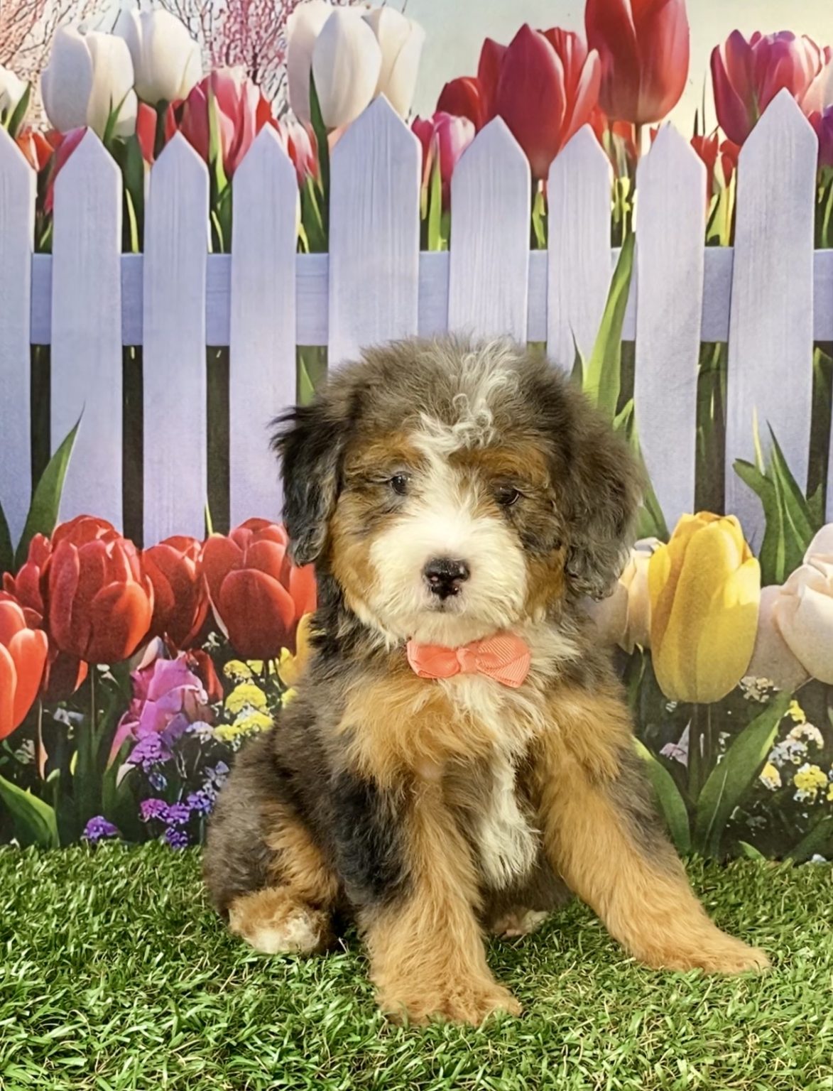 Photo of Ms. Sofia the F2 Mini-Bernedoodle puppy