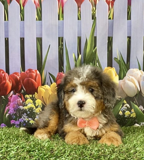 Photo of Ms. Sofia the F2 Mini-Bernedoodle puppy