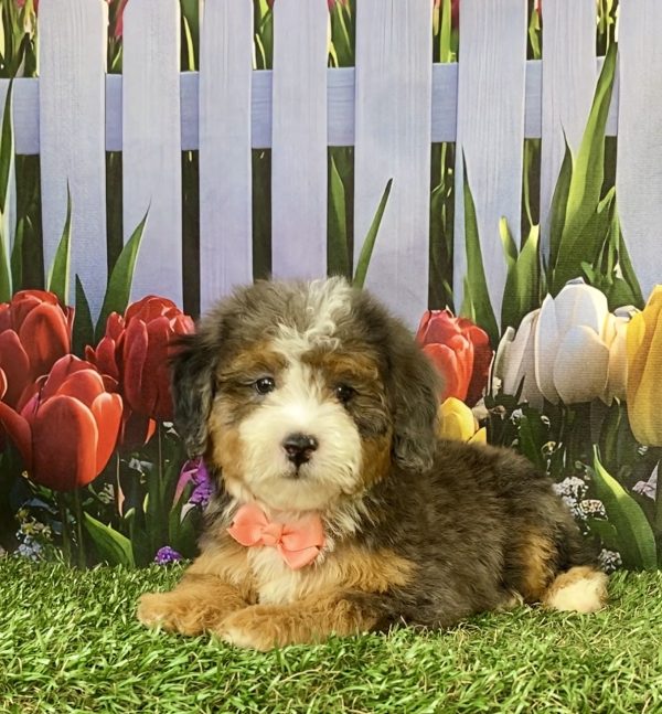 Photo of Ms. Sofia the F2 Mini-Bernedoodle puppy
