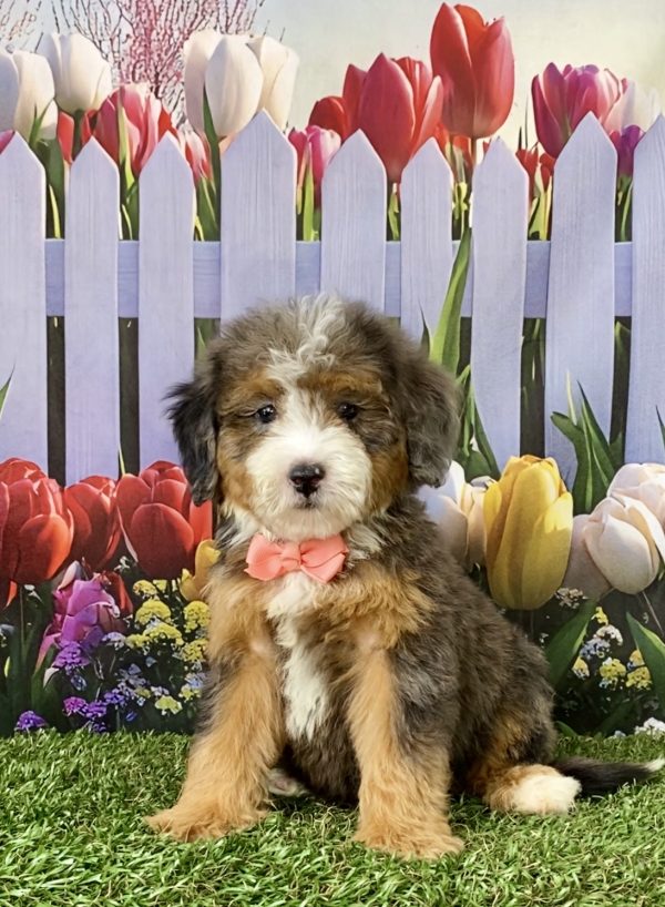 Photo of Ms. Sofia the F2 Mini-Bernedoodle puppy