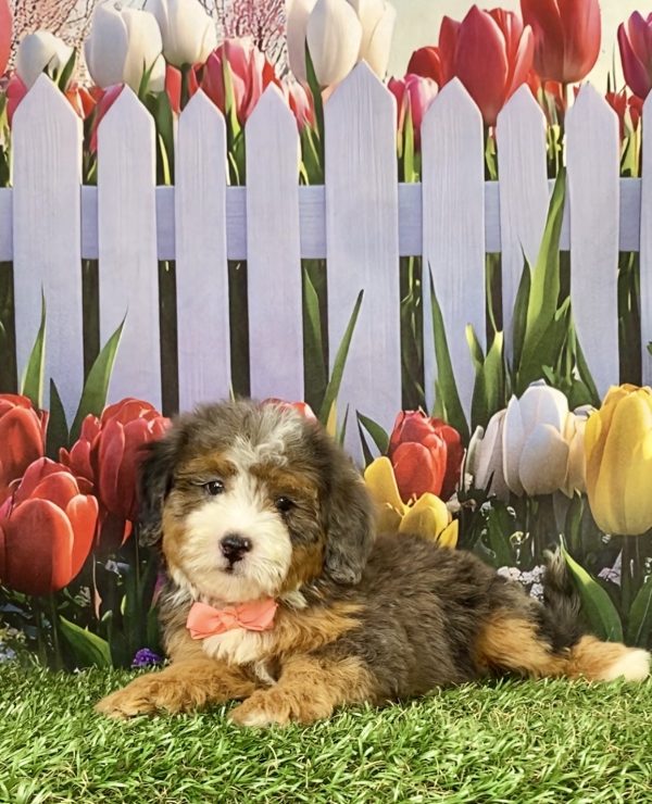 Photo of Ms. Sofia the F2 Mini-Bernedoodle puppy