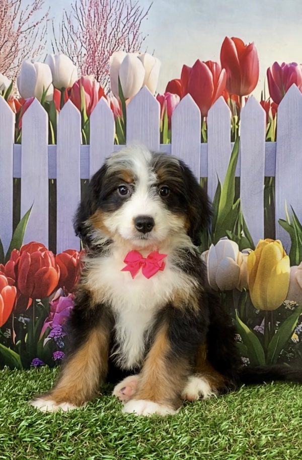 Ms. Sophie the F2 Mini-Bernedoodle puppy
