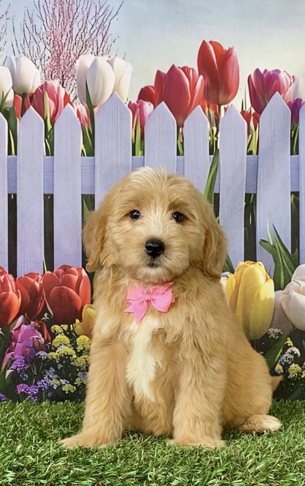 Ms. Sweetie the F2 Mini-Bernedoodle puppy