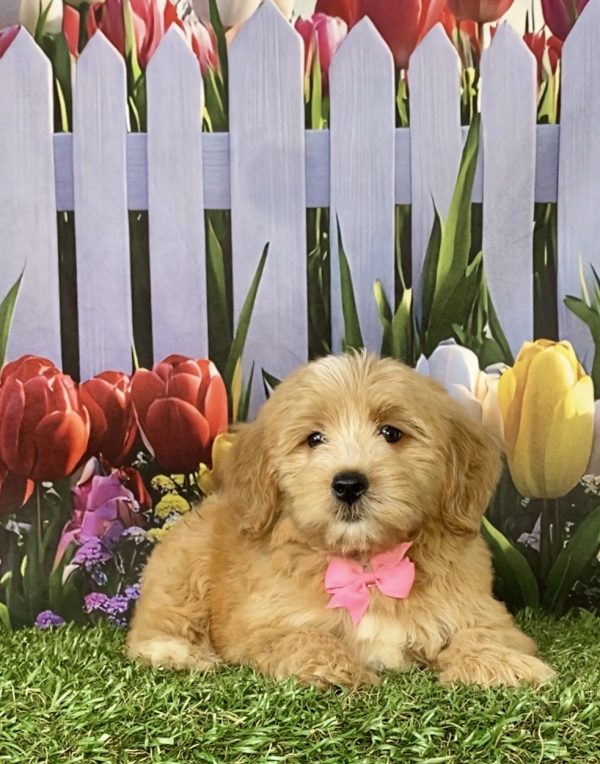 Photo of Ms. Sweetie the F2 Mini-Bernedoodle puppy