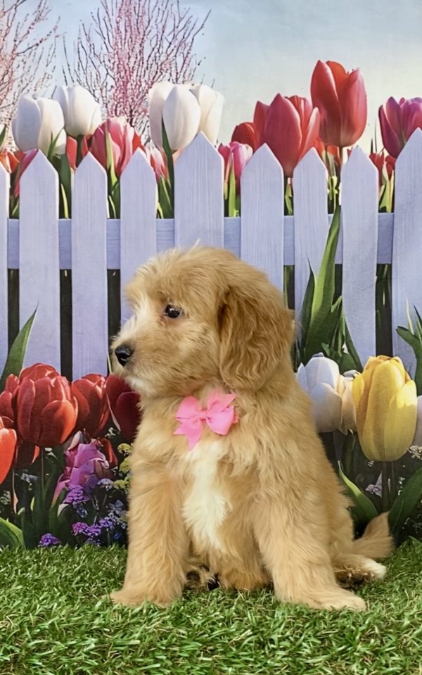 Photo of Ms. Sweetie the F2 Mini-Bernedoodle puppy