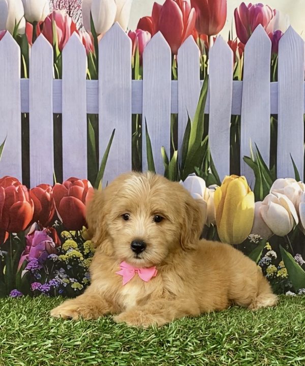 Photo of Ms. Sweetie the F2 Mini-Bernedoodle puppy