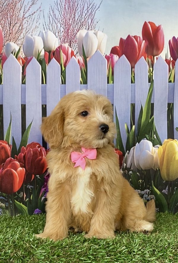 Photo of Ms. Sweetie the F2 Mini-Bernedoodle puppy