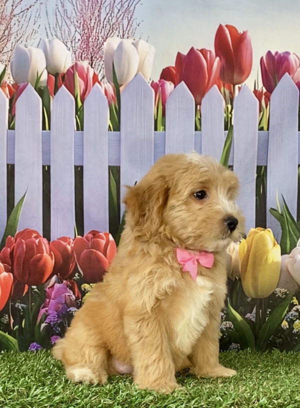 Photo of Ms. Sweetie the F2 Mini-Bernedoodle puppy