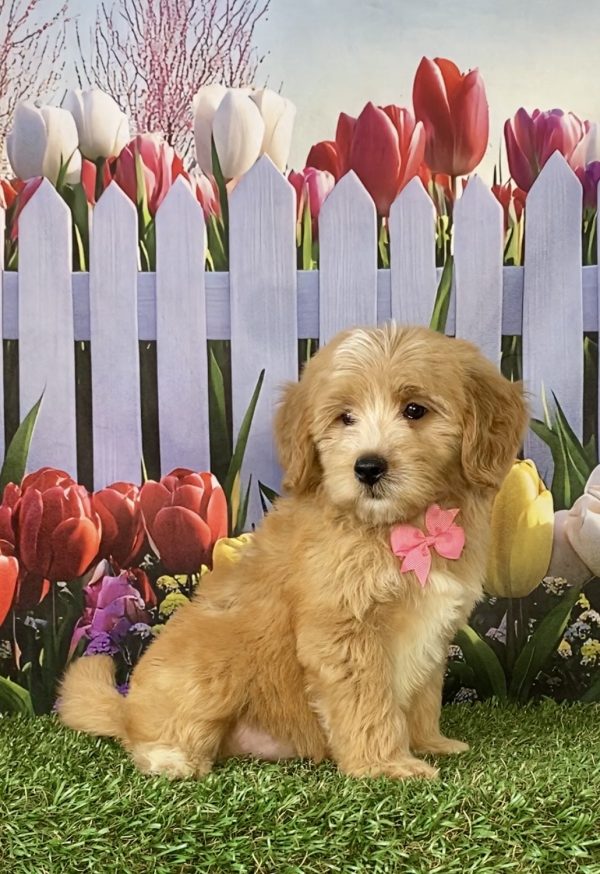 Photo of Ms. Sweetie the F2 Mini-Bernedoodle puppy