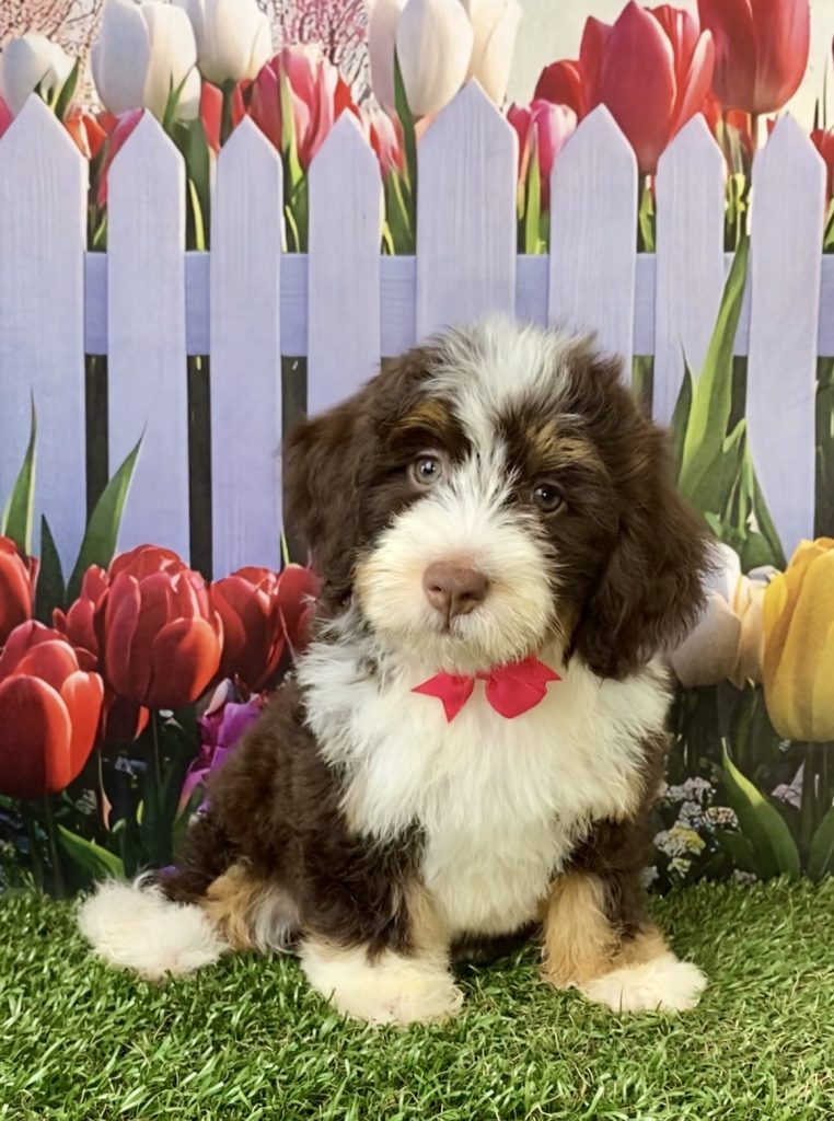 Photo of Ms. Tesla the F2 Mini-Bernedoodle puppy