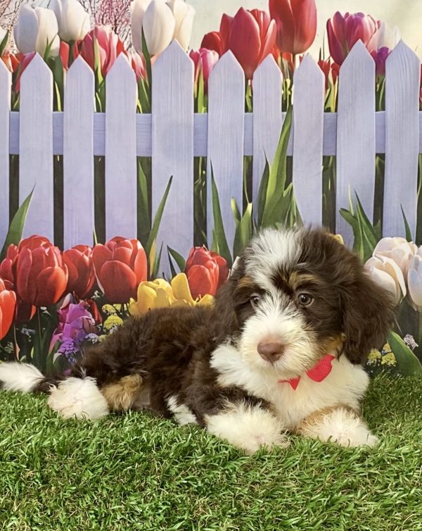 Photo of Ms. Tesla the F2 Mini-Bernedoodle puppy