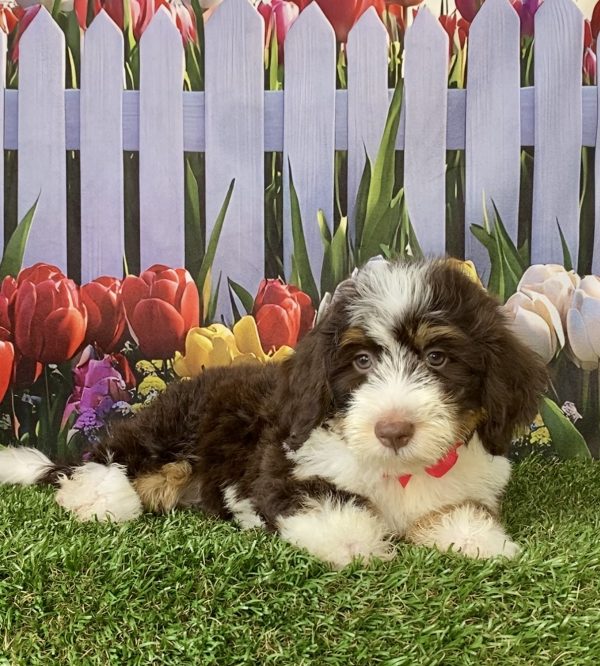 Photo of Ms. Tesla the F2 Mini-Bernedoodle puppy