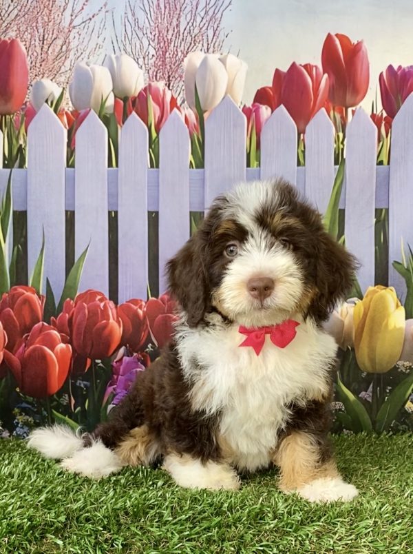 Photo of Ms. Tesla the F2 Mini-Bernedoodle puppy