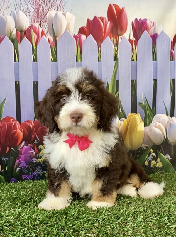 Photo of Ms. Tesla the F2 Mini-Bernedoodle puppy