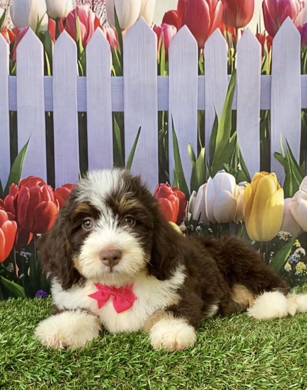 Photo of Ms. Tesla the F2 Mini-Bernedoodle puppy