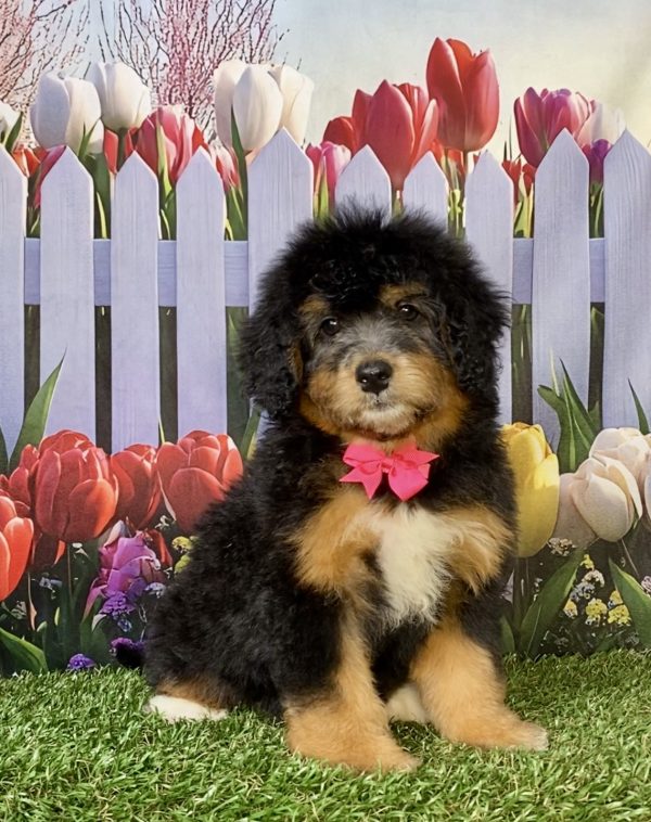 Ms. Wanita the F1 Mini-Bernedoodle puppy