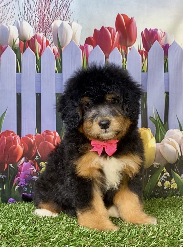 Photo of Ms. Wanita the F1 Mini-Bernedoodle puppy