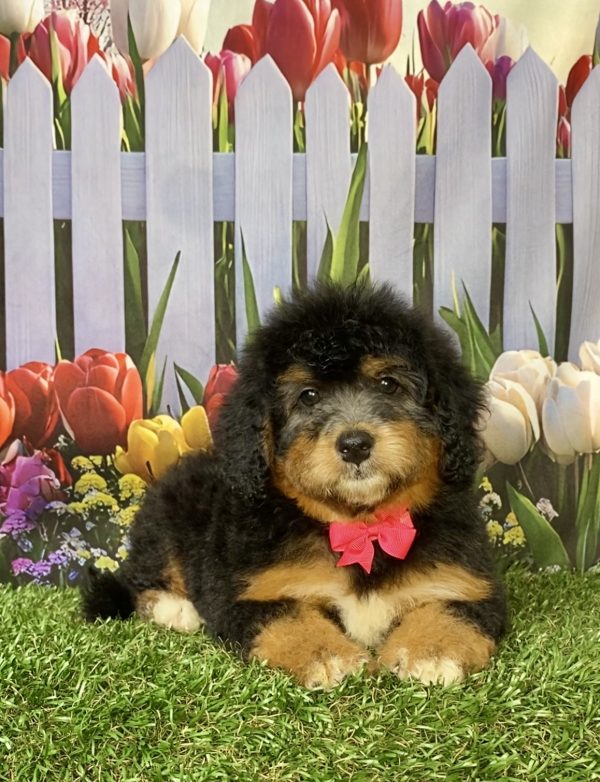 Photo of Ms. Wanita the F1 Mini-Bernedoodle puppy