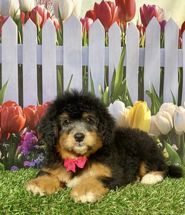 Photo of Ms. Wanita the F1 Mini-Bernedoodle puppy