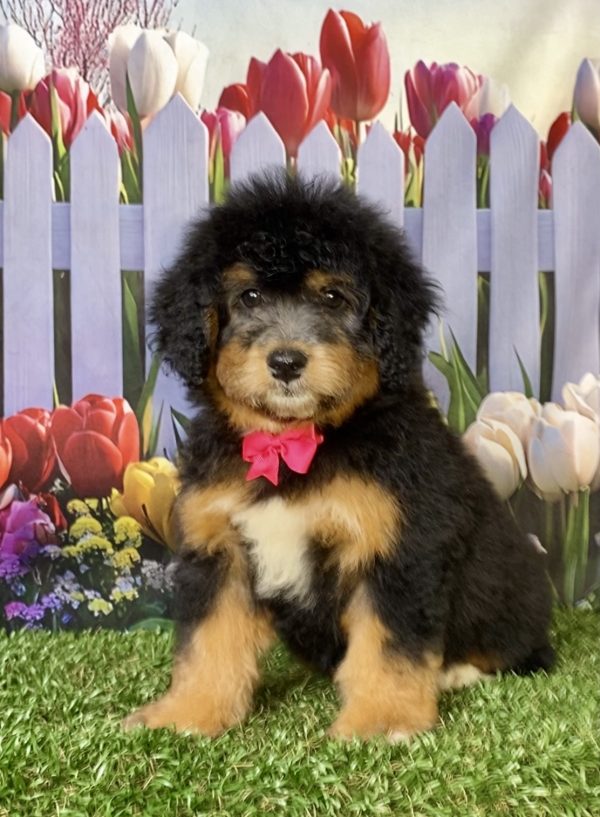 Photo of Ms. Wanita the F1 Mini-Bernedoodle puppy