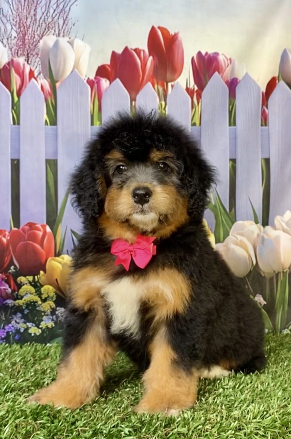 Photo of Ms. Wanita the F1 Mini-Bernedoodle puppy