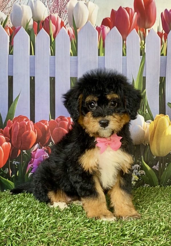 Ms. Wendy the F1 Mini-Bernedoodle puppy