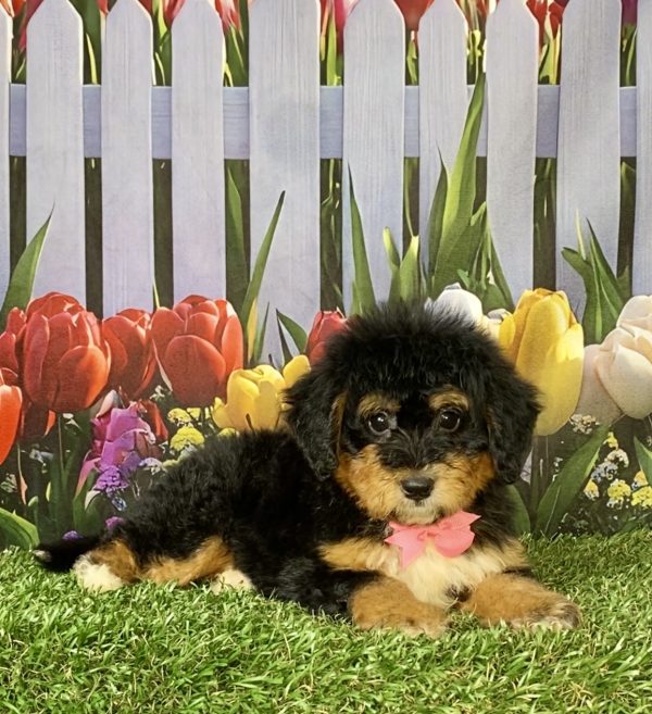 Photo of Ms. Wendy the F1 Mini-Bernedoodle puppy