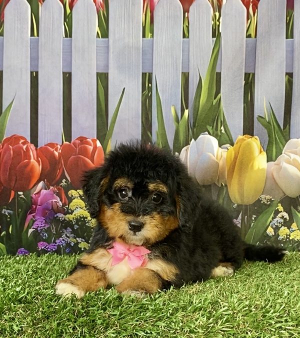 Photo of Ms. Wendy the F1 Mini-Bernedoodle puppy