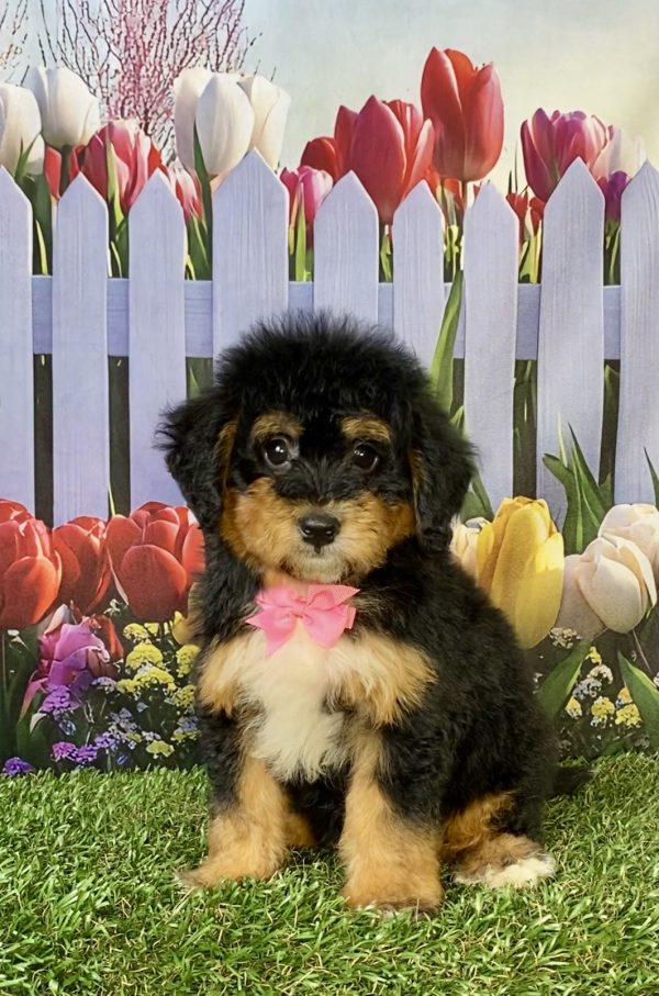 Photo of Ms. Wendy the F1 Mini-Bernedoodle puppy