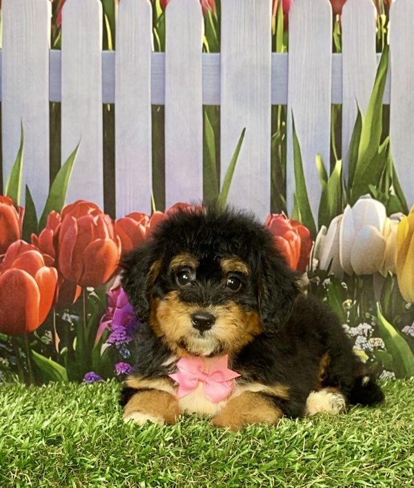 Photo of Ms. Wendy the F1 Mini-Bernedoodle puppy