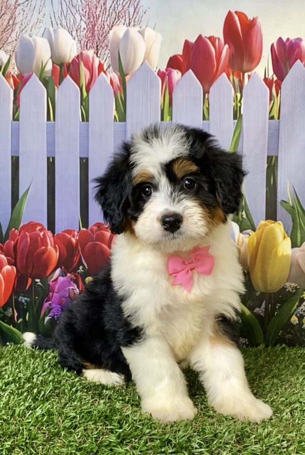 Ms. Willow the F1 Mini-Bernedoodle puppy