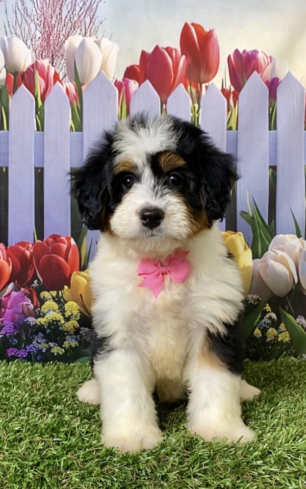 Photo of Ms. Willow the F1 Mini-Bernedoodle puppy