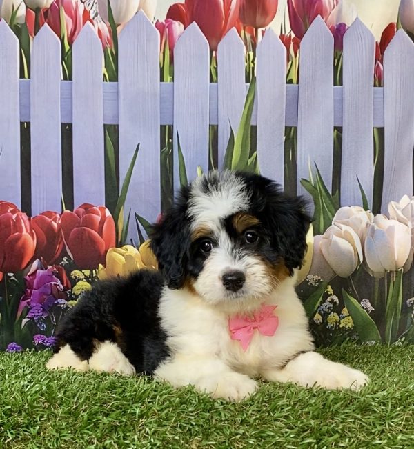 Photo of Ms. Willow the F1 Mini-Bernedoodle puppy