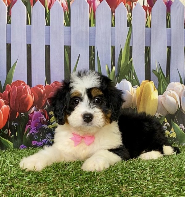 Photo of Ms. Willow the F1 Mini-Bernedoodle puppy