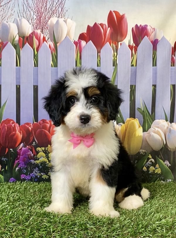 Photo of Ms. Willow the F1 Mini-Bernedoodle puppy