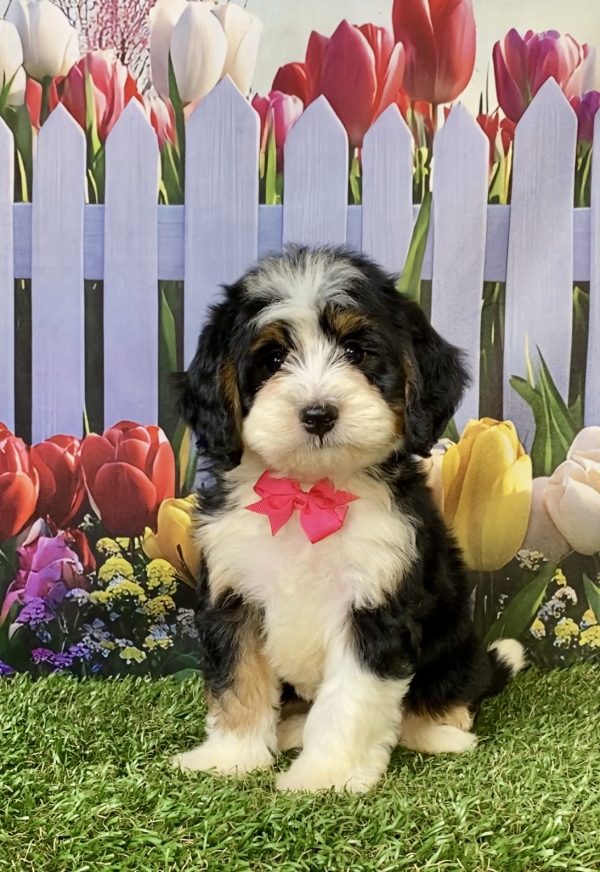 Ms. Wren the F1 Mini-Bernedoodle puppy