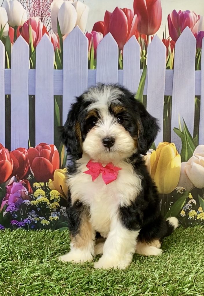 Photo of Ms. Wren the F1 Mini-Bernedoodle puppy