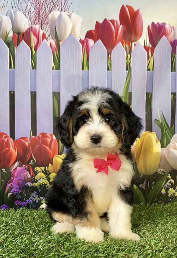 Photo of Ms. Wren the F1 Mini-Bernedoodle puppy