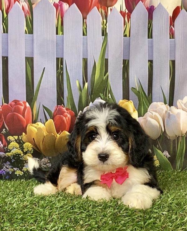Photo of Ms. Wren the F1 Mini-Bernedoodle puppy
