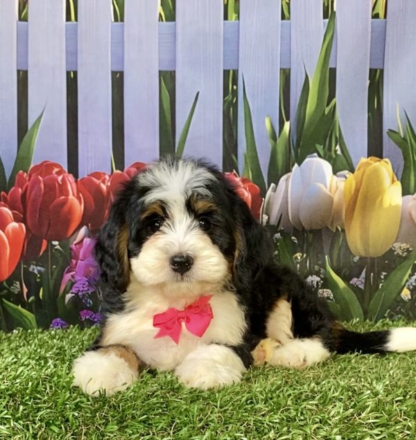 Photo of Ms. Wren the F1 Mini-Bernedoodle puppy