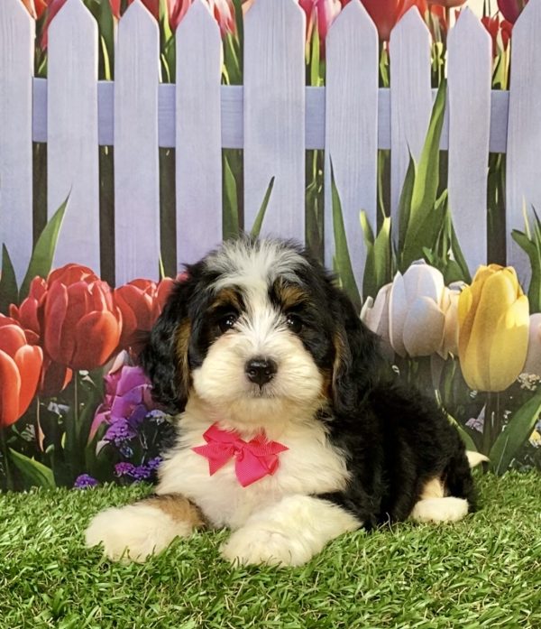 Photo of Ms. Wren the F1 Mini-Bernedoodle puppy