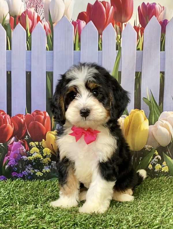 Photo of Ms. Wren the F1 Mini-Bernedoodle puppy