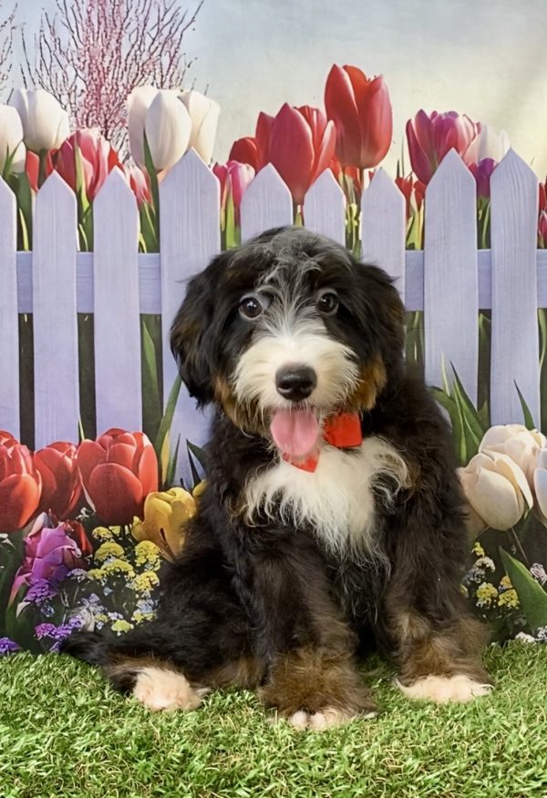 Mr. Hero the F2 Mini-Bernedoodle - Image 2