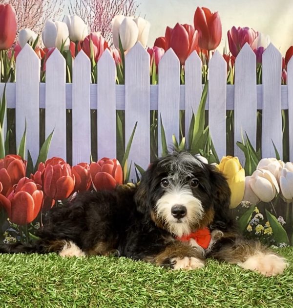 Mr. Hero the F2 Mini-Bernedoodle - Image 3