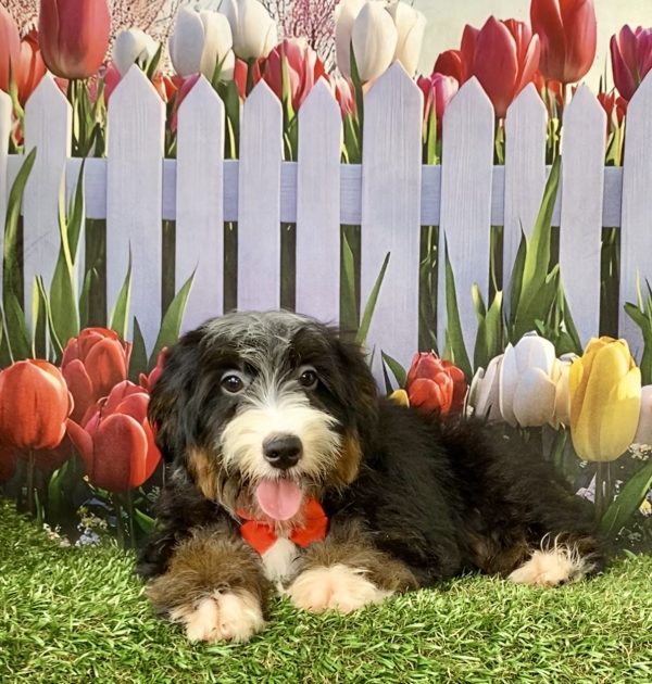 Mr. Hero the F2 Mini-Bernedoodle - Image 4